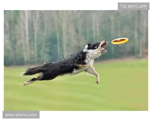 重庆飞盘队荣登全国飞盘状态排行榜第4名展现出色竞技实力